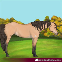 Horse Color:Bay Dun