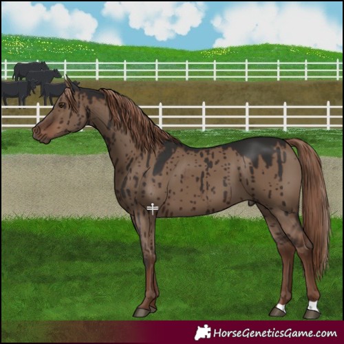 Horse Color:Liver Red Dun Brindle 