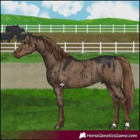 Horse Color:Liver Red Dun Brindle 
