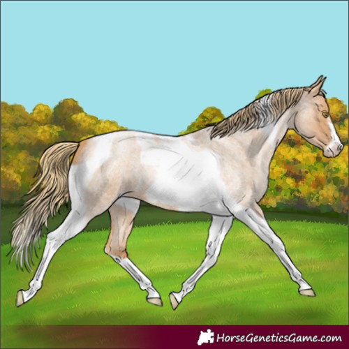 Horse Color:Red Roan Pearl Tobiano Frame 