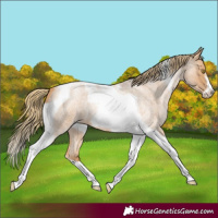 Horse Color:Red Roan Pearl Tobiano Frame