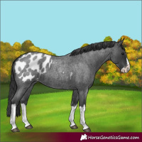 Horse Color:Blue Roan Splash Appaloosa 
