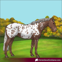 Horse Color:Silver Black Appaloosa 