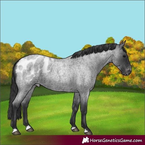 Horse Color:Blue Roan Appaloosa