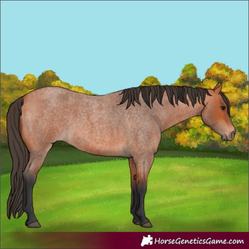 Horse Color:Bay Roan 