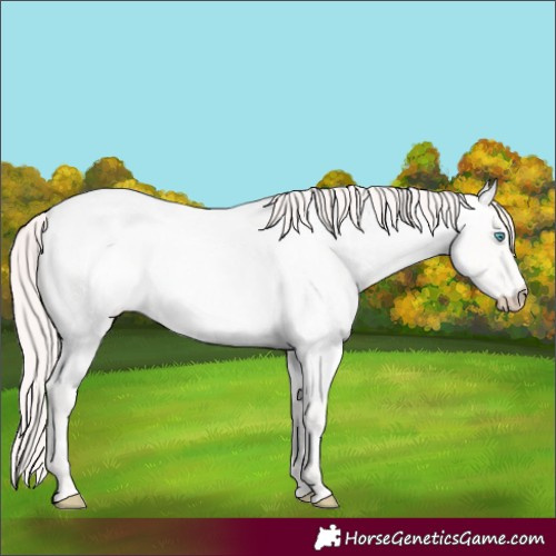 Horse Color:Perlino Roan 