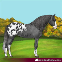 Horse Color:Black Splash Blanket 