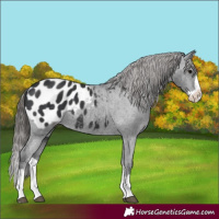 Horse Color:Black Splash Appaloosa 