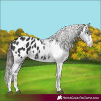 Horse Color:Black Splash Appaloosa