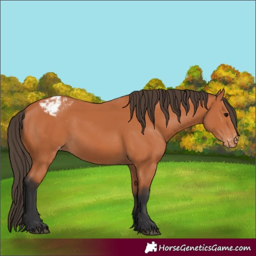 Horse Color:Bay Appaloosa 