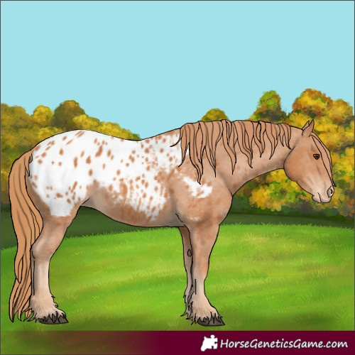 Horse Color:Chestnut Appaloosa