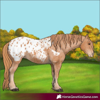 Horse Color:Chestnut Appaloosa 