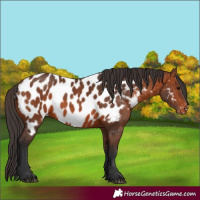 Horse Color:Bay Appaloosa 