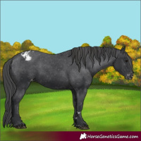 Horse Color:Black Appaloosa 