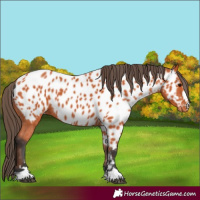 Horse Color:Bay Appaloosa
