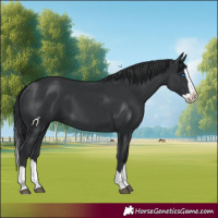 Horse Color:Black Splash