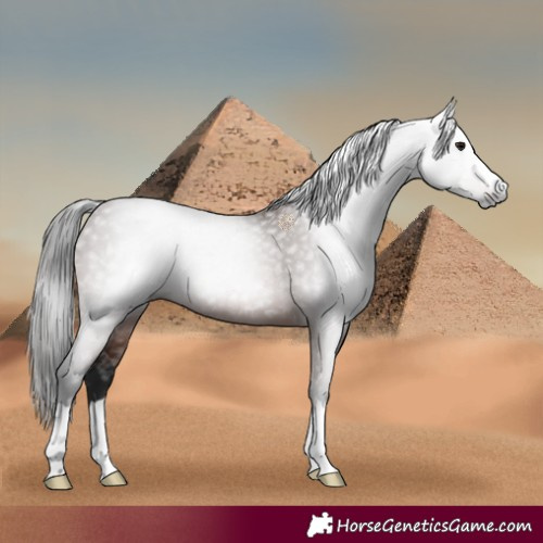Horse Color:Gray Bay 