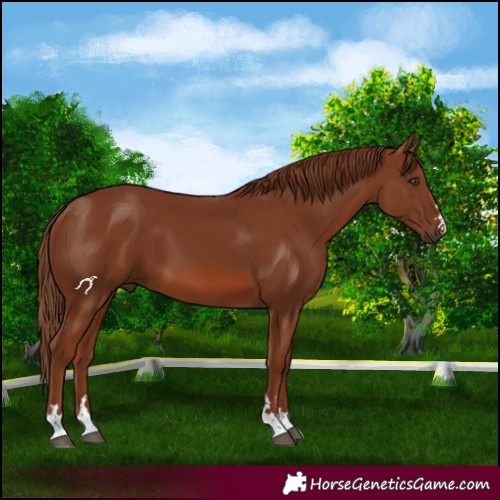 Horse Color:Chestnut 