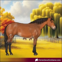 Horse Color:Bay 
