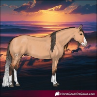 Horse Color:Bay Dun Splash