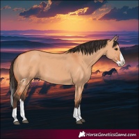 Horse Color:Bay Dun Splash