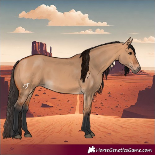 Horse Color:Bay Dun 