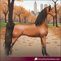 Horse Color:Bay Rabicano