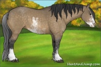 Horse Color:Buckskin Dun Sabino