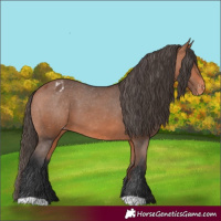Horse Color:Bay Appaloosa 