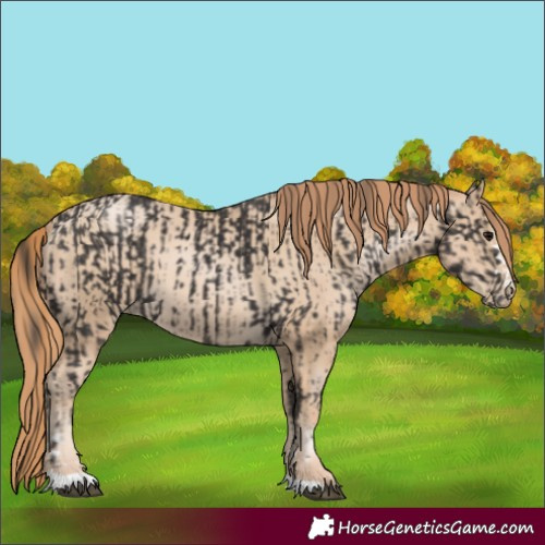 Horse Color:Smoky Black  and Smoky Black Pearl 