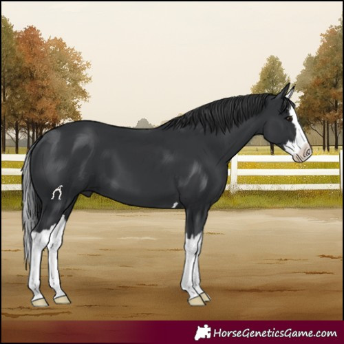 Horse Color:Black Splash 