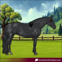 Horse Color:Black 