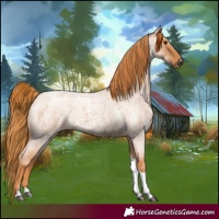 Horse Color:Red Roan Tobiano 