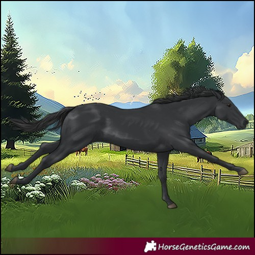 Horse Color:Black 