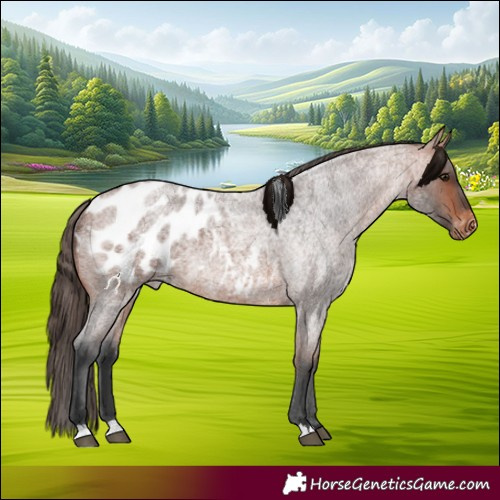 Horse Color:Bay Roan Appaloosa 