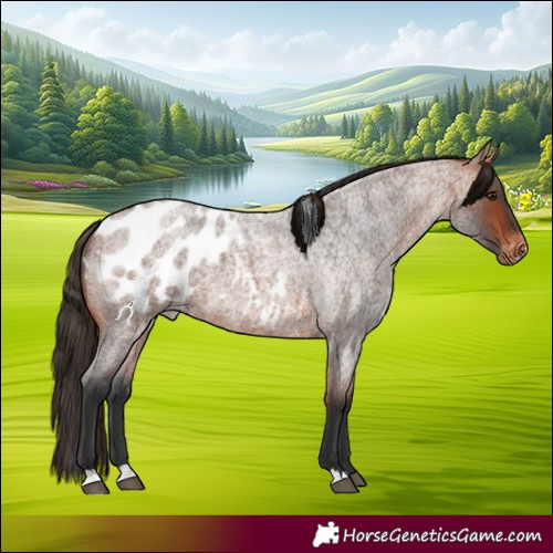 Horse Color:Bay Roan Blanket 