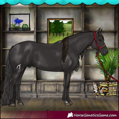 Horse Color:Smoky Black  and Smoky Black 