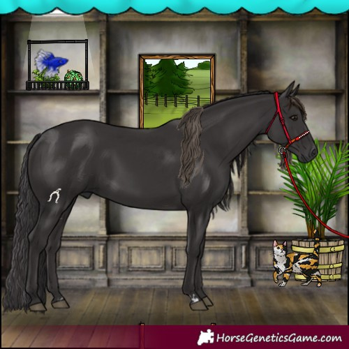 Horse Color:Smoky Black  and Smoky Black 