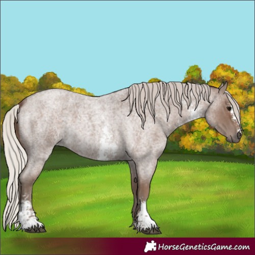 Horse Color:Silver Blue Roan Sabino