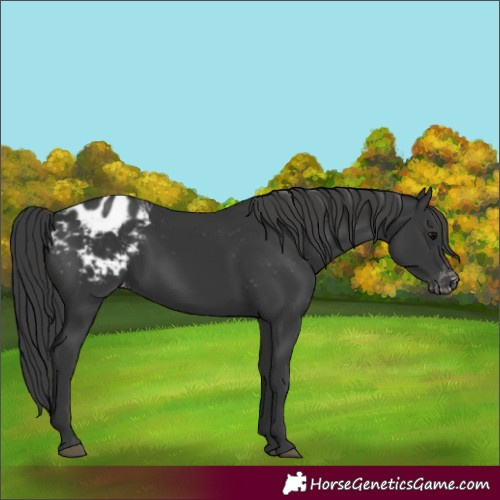 Horse Color:Black Blanket 