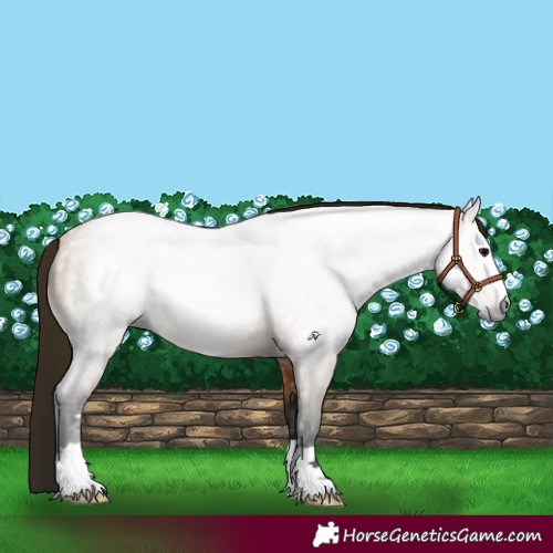 Horse Color:Gray Buckskin 