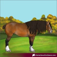 Horse Color:Gray Buckskin 