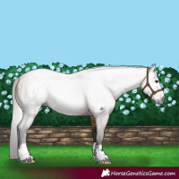 Horse Color:Gray Buckskin 