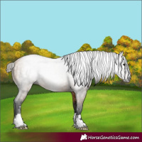 Horse Color:Gray Buckskin
