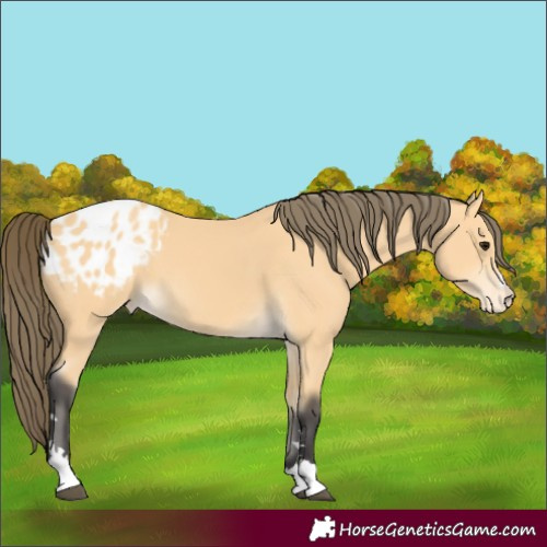 Horse Color:Buckskin Appaloosa 