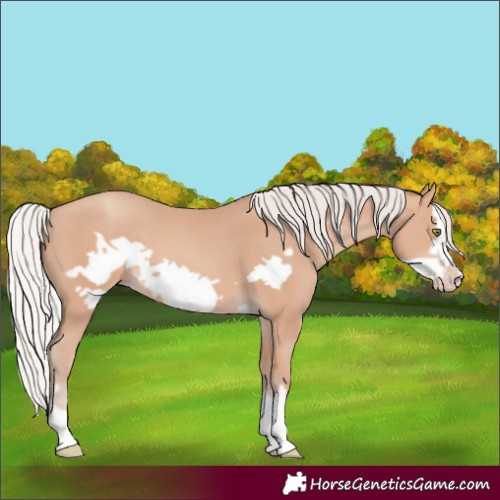 Horse Color:Silver Amber Champagne Frame