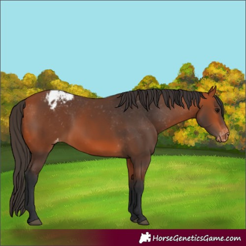 Horse Color:Bay Appaloosa 
