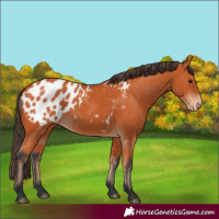Horse Color:Bay Appaloosa 