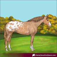 Horse Color:Chestnut Appaloosa