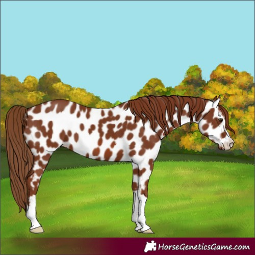 Horse Color:Chestnut Near Leopard 